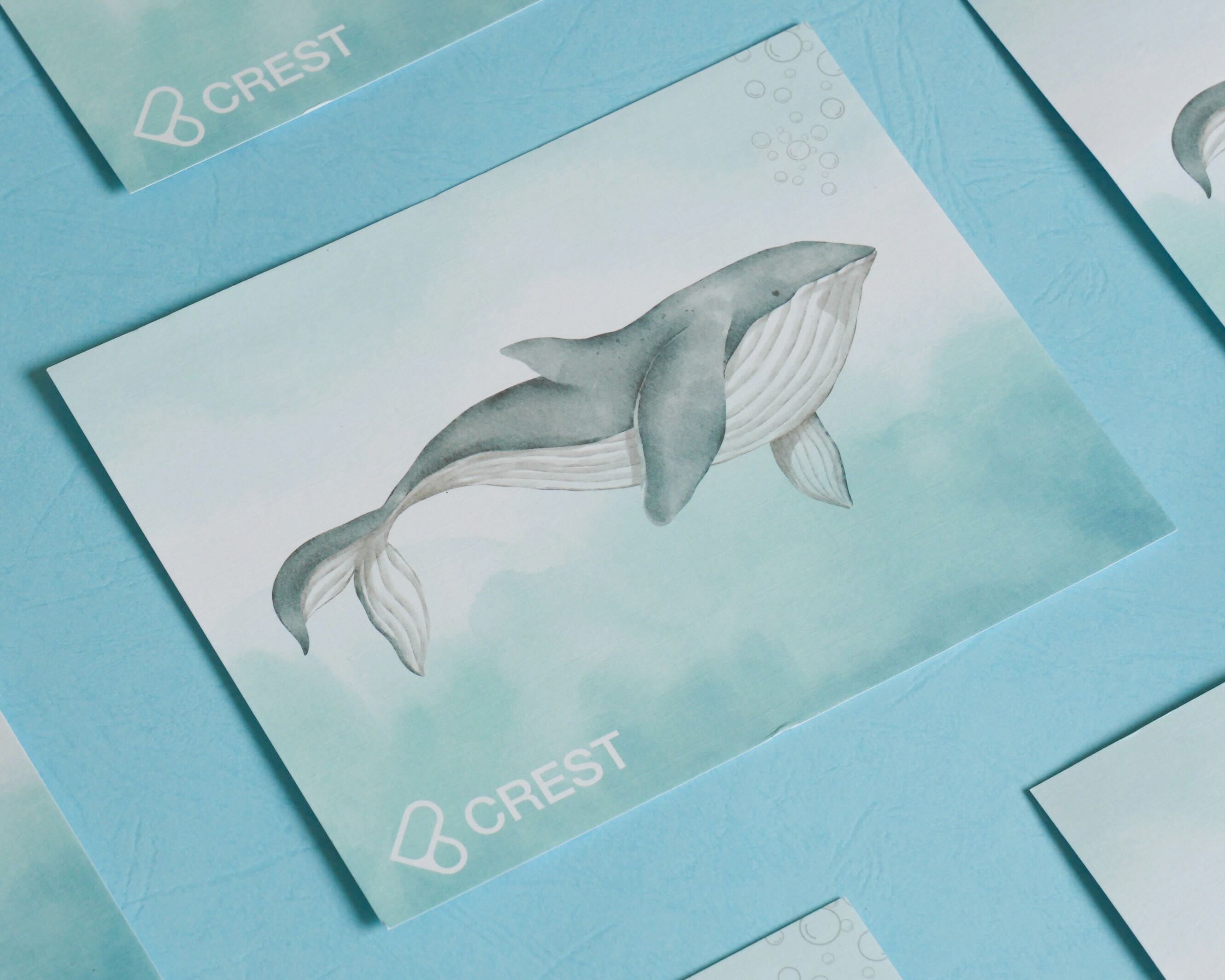 CREST 明信片 海洋日誌系列 大翅鯨 Postcard: Watery Journal Series - Humpback Whale