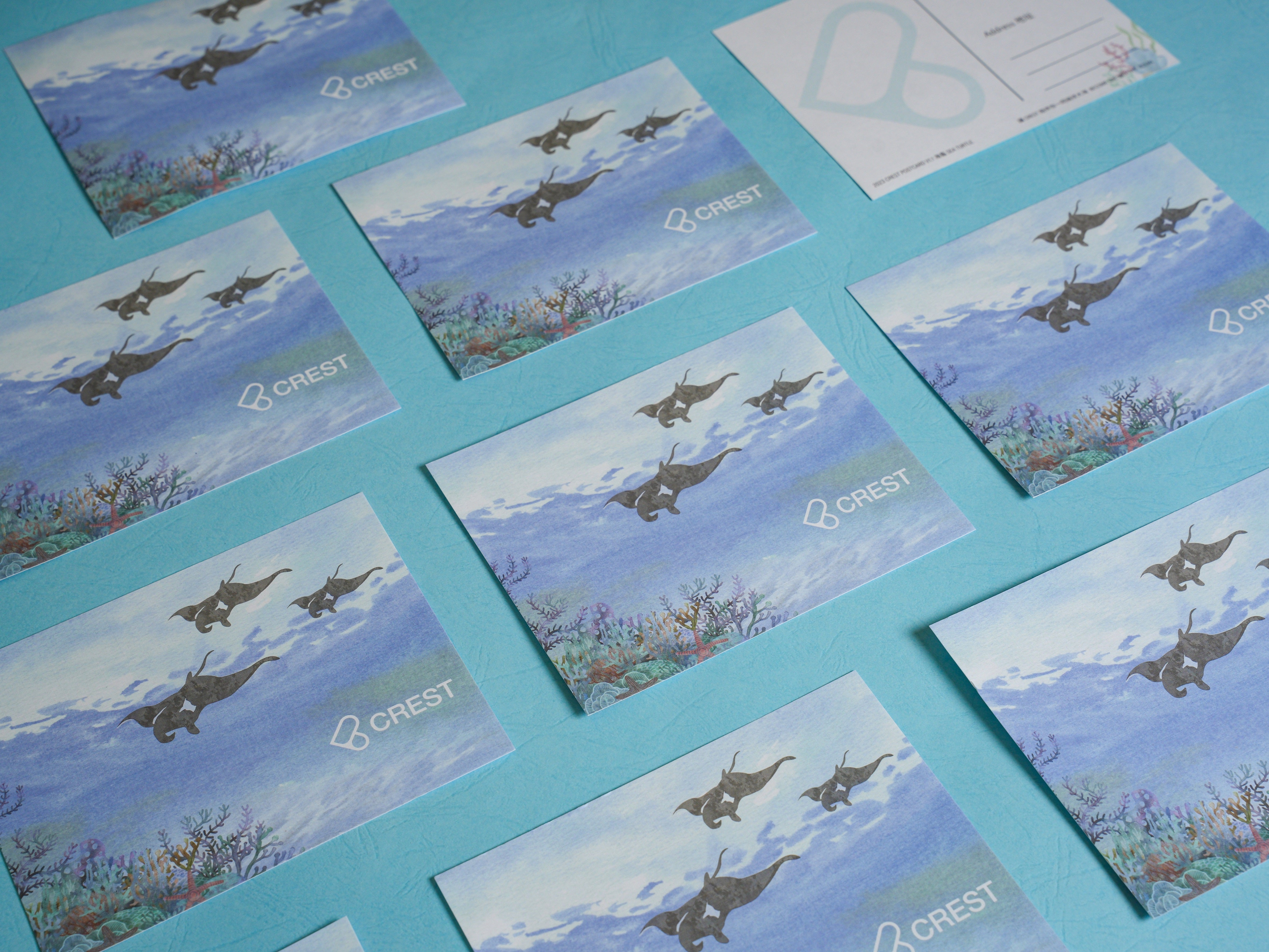 CREST 明信片 海洋日誌系列 鬼蝠魟 Postcard: Watery Journal Series - Manta Ray