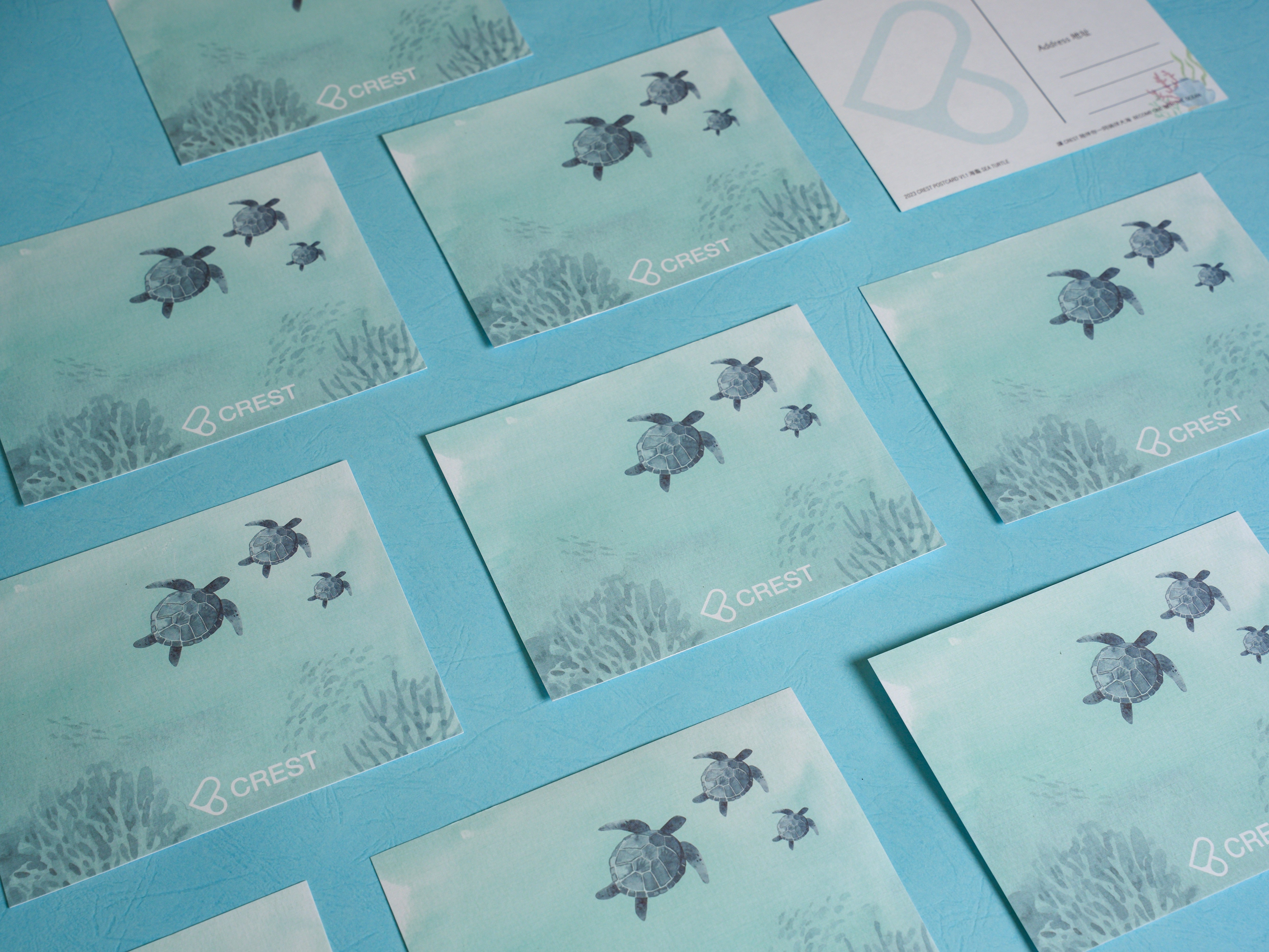CREST 明信片 海洋日誌系列 海龜 Postcard: Watery Journal Series - Sea Turtle