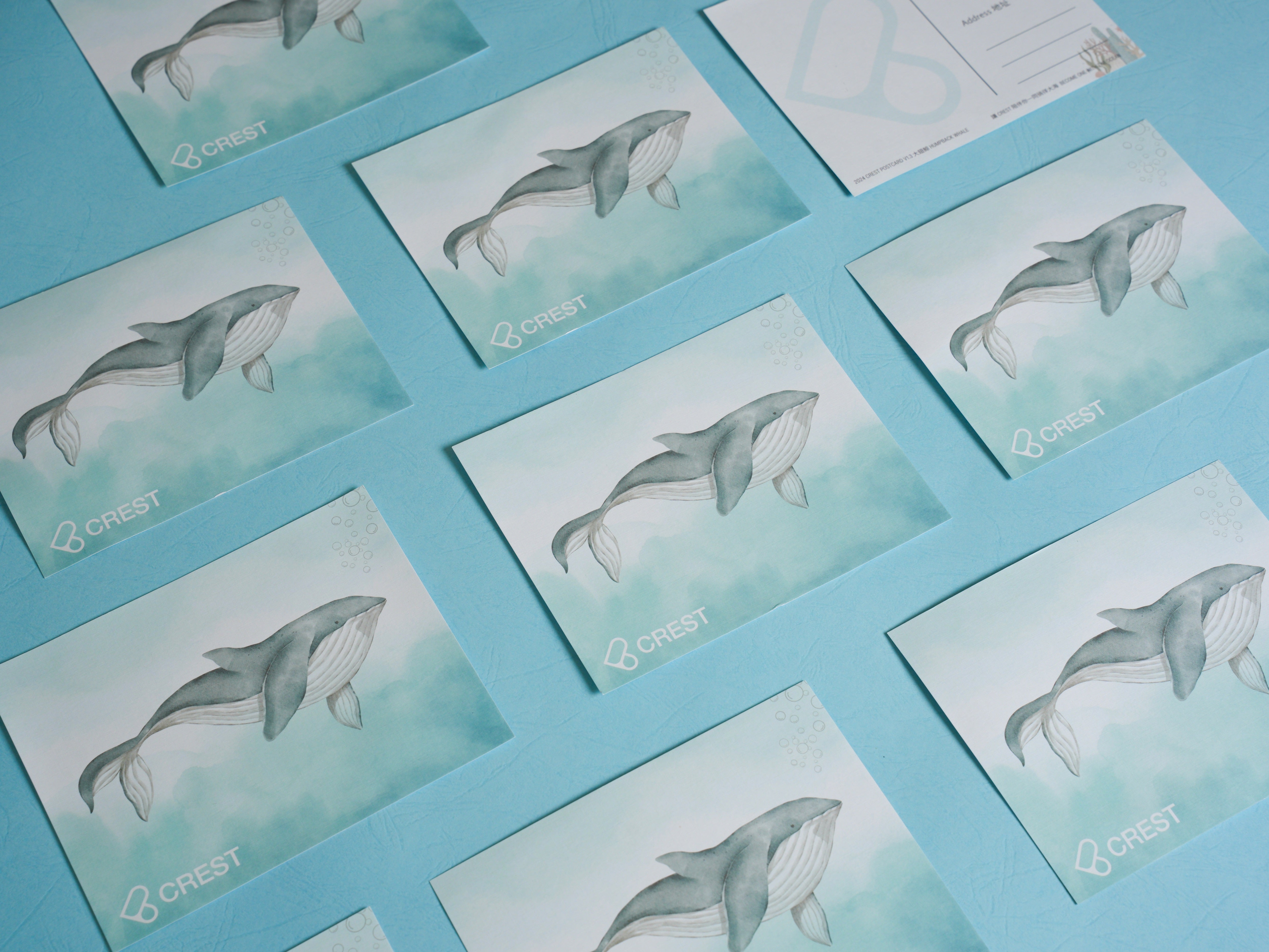 CREST 明信片 海洋日誌系列 大翅鯨 Postcard: Watery Journal Series - Humpback Whale
